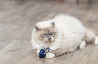 Trixie zeedier pluche met catnip assorti