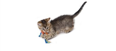 Catstages catnip dental health chew