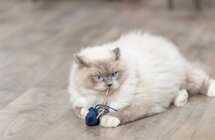 Trixie zeedier pluche met catnip assorti