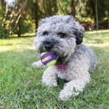 Kong crunchair tennisballen
