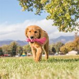 Kong wubba puppy assorti