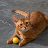Dynamische speelbal kat assorti
