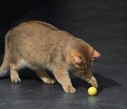 Dynamische speelbal kat assorti