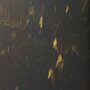 Savic kattenbak hop in marble zwart / goud