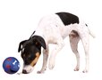 Trixie snackbal kunststof blauw