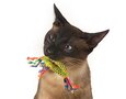 Catstages catnip dental health chew