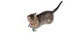 Catstages catnip dental health chew