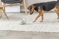 Trixie roly poly snack tuimel ei grijs / lime groen