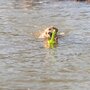 Trixie dog activity mot-aqua apporteer dobber limegroen
