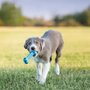Kong puppy goodie bone roze of blauw assorti